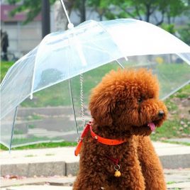 Transparent Dog Umbrella with Built-In Leash